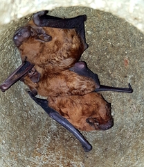 Nyctalus noctula