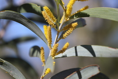 Acacia elachantha