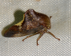 Telamona monticola