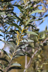 Acacia elachantha