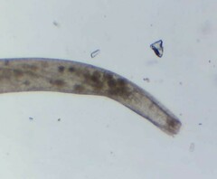 Spirostomum