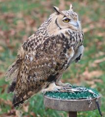 Bubo