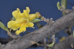Tabebuia nodosa