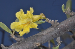Tabebuia nodosa