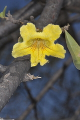 Tabebuia nodosa
