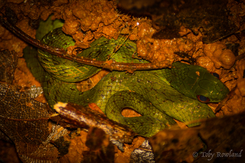 Erythrolamprus typhlus