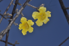 Tabebuia nodosa
