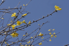Tabebuia nodosa