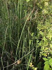 Equisetum laevigatum