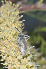 Colletidae