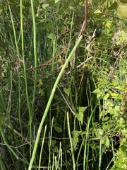 Equisetum laevigatum
