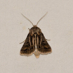 Agrotis gladiaria