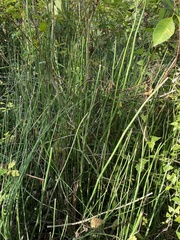Equisetum laevigatum