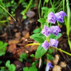 Scutellaria amoena