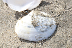 Rexithaerus secta