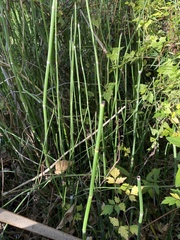 Equisetum laevigatum