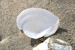 Rexithaerus secta