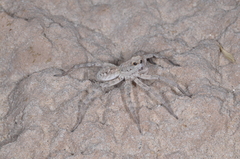 Pavocosa