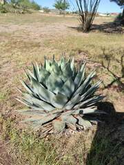 Agave parryi