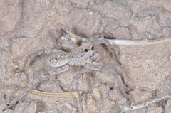 Pavocosa