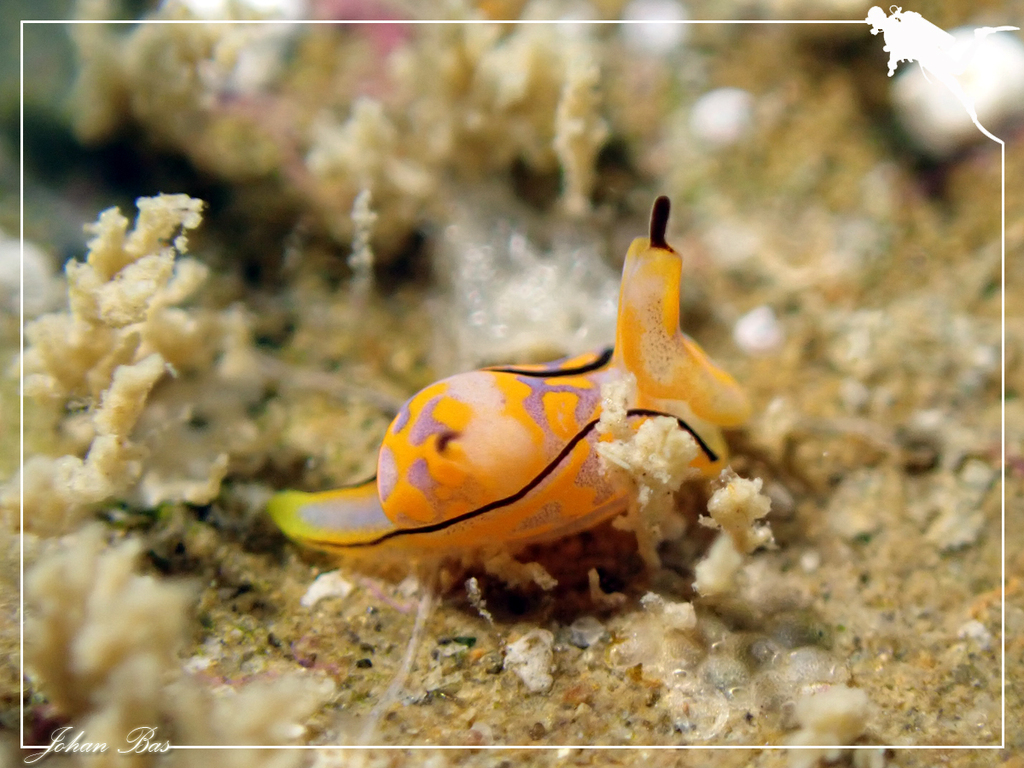 Siphopteron nigromarginatum