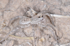 Pavocosa