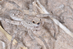 Pavocosa