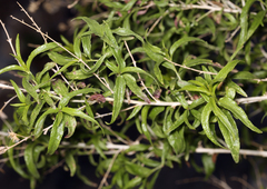 Brickellia longifolia multiflora