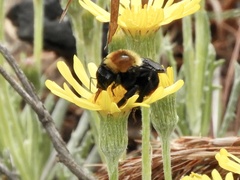 Bombus bellicosus