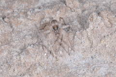 Pavocosa