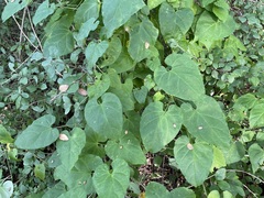 Cynanchum unifarium