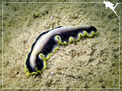 Pseudoceros paralaticlavus