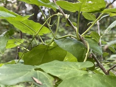 Cynanchum unifarium