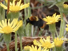Bombus bellicosus