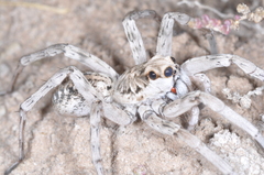 Pavocosa