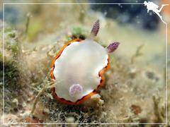 Goniobranchus rubrocornutus
