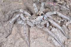 Pavocosa