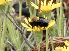 Bombus bellicosus