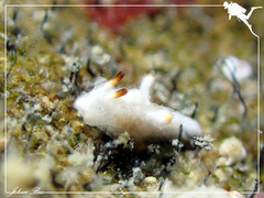 Murphydoris maracabranchia