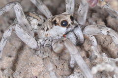 Pavocosa
