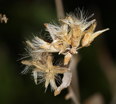 Brickellia longifolia multiflora