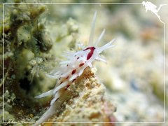 Okenia brunneomaculata