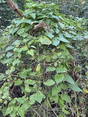 Cynanchum unifarium