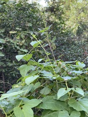 Cynanchum unifarium