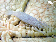 Zenopontonia noverca