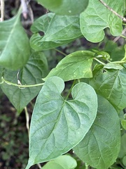 Cynanchum unifarium