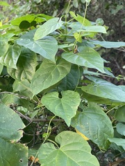 Cynanchum unifarium