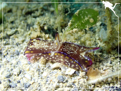 Philinopsis speciosa