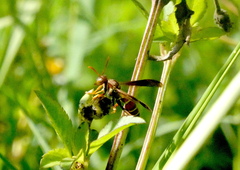 Polistes fuscatus