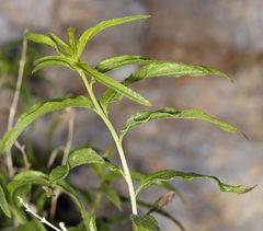 Brickellia longifolia multiflora